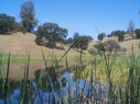 swimming pond