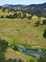 cows above one of the ponds