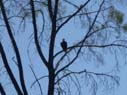 bald eagle along the creek