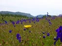 view of larkspur flowers