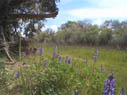 lupines in spring