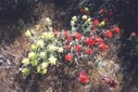 wildflowers