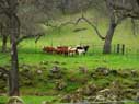 longhorn cattle